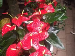 -秦美花卉(天朗·莱茵小城2期店)