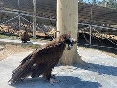-西霞口神雕山野生动物世界
