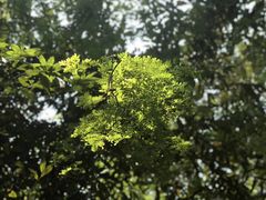 -广州市流溪河国家森林公园