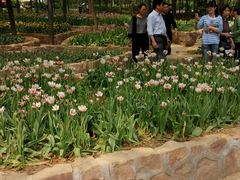 -洛阳郁金香牡丹园