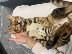 -喵zoo家庭繁育猫舍(尖东智能花园店)