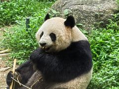 -广州长隆野生动物世界