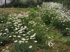 -沙河三洞古桥公园