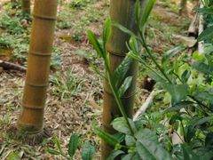 -汉艺唐风茶艺培训(联发华美空间店)