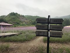-紫海香堤香草艺术庄园