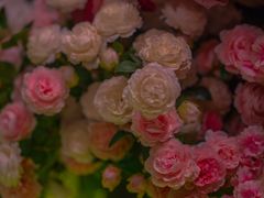 -芭缇沁园椰子鸡(中航紫金新天地店)