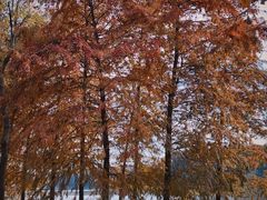 -上海海湾国家森林公园