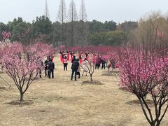 -南湖湿地公园