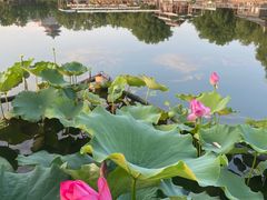 -莲花池公园