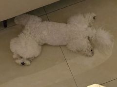 -翊宠yipet猫狗购宠庄园