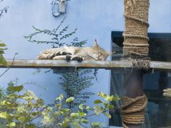 -青藏高原野生动物园