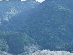 -香雪海