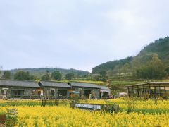 -桑洲油菜花景区