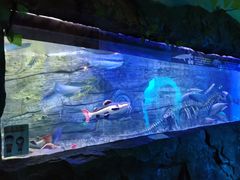 -芜湖新华联大白鲸海洋公园
