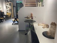 -琪喵猫屋·撸猫猫咖·猫舍