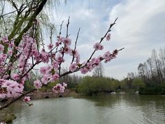 -上海滨江森林公园