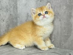 -小猫来了·猫舍(红山六九七九店)