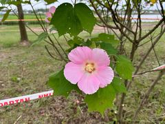 -春花秋色城市公园