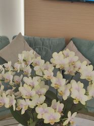 -雅曼妮spa美容养生