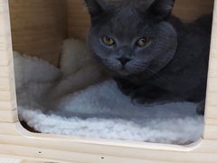 -逗柴咖啡屋·狗咖猫咖宠物桌游