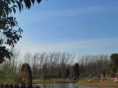 -合肥滨湖国家森林公园