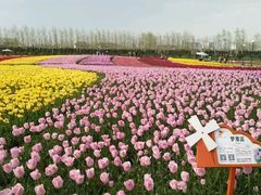 -荷兰花海