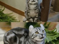 -藏猫猫咖啡主题馆(中央大道店)