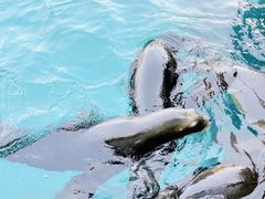 -大连老虎滩海洋公园