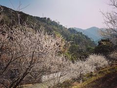-广州市石门国家森林公园