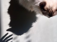 -豆逗聊愈猫阁Easy Life