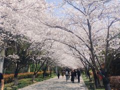 -高东镇樱花园