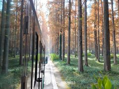 -黄海国家森林公园