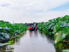-荷塘月色湿地公园·向阳花洲