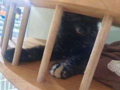 -佳雯宠物医院·皮肤科·内外科(春晓路分院)