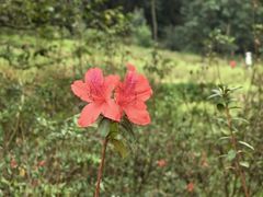 -中国科学院华南植物园