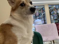 -奶牛家宠物酒店(嘉宏云顶店)