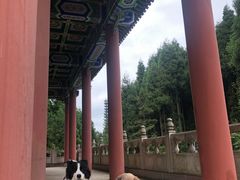 -武陵山森林公园
