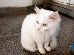 Anne猫窝咖啡屋-Anne猫窝咖啡屋