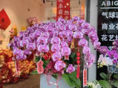 -溪岸路花鸟市场