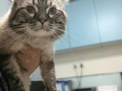 -瑞派·关忠动物医院·猫专科·犬专科(三环新城店)