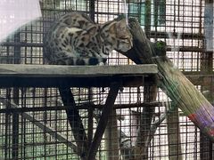 -青藏高原野生动物园