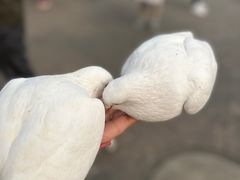 -南湖梦幻岛