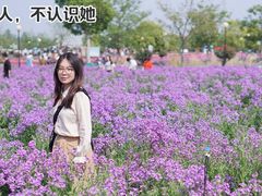 -荷兰花海