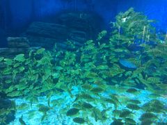 -烟台海昌鲸鲨海洋公园