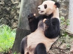 -都江堰中华大熊猫苑