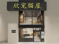 -欣宠猫屋·矮脚拿破仑·蓝金金渐层