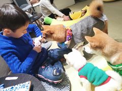 -逗柴咖啡屋·狗咖猫咖宠物桌游
