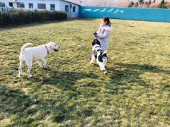 -趣玩宠物乐园寄养训犬训狗游泳池