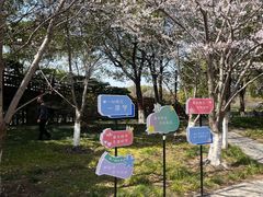 -高东镇樱花园