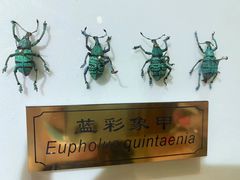 -上海昆虫博物馆